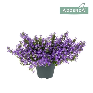 Campanula poscharskyana 'Adansa Purple'
