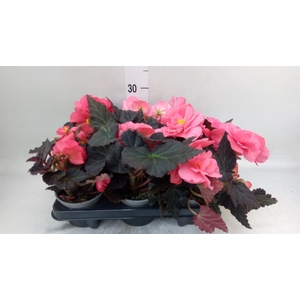 Begonia