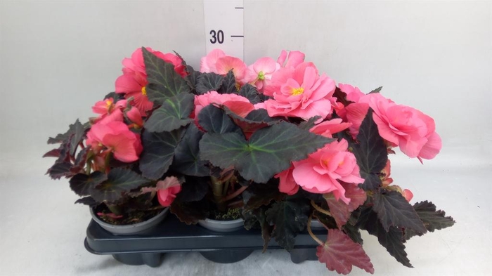 <h4>Begonia</h4>