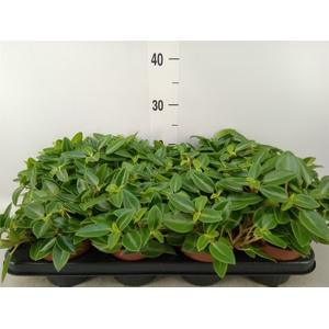 Peperomia pros. 'Pixie'