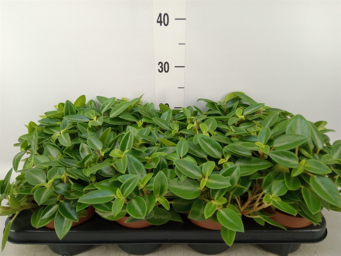 <h4>Peperomia pros. 'Pixie'</h4>