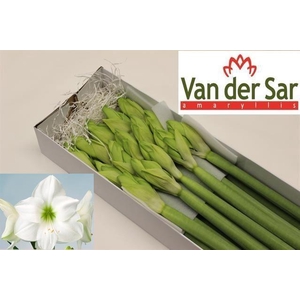 AMARYLLIS CASABLANCA
