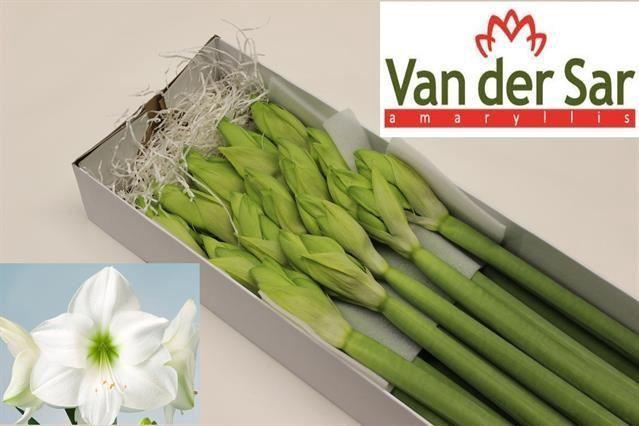 <h4>AMARYLLIS CASABLANCA</h4>