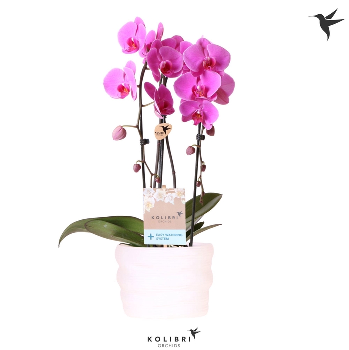 <h4>Kolibri Orchids Cascade Niagara Fall violet 2 spike in pot white with easy watering system</h4>