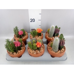 Arr.  Cactus L%