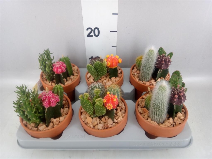 <h4>Arr.  Cactus L%</h4>
