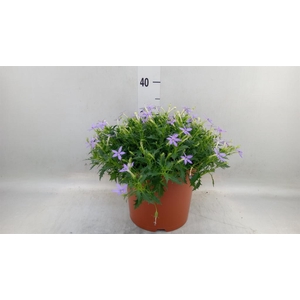 Isotoma axillaris 'Blue Star'