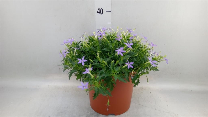 <h4>Isotoma axillaris 'Blue Star'</h4>