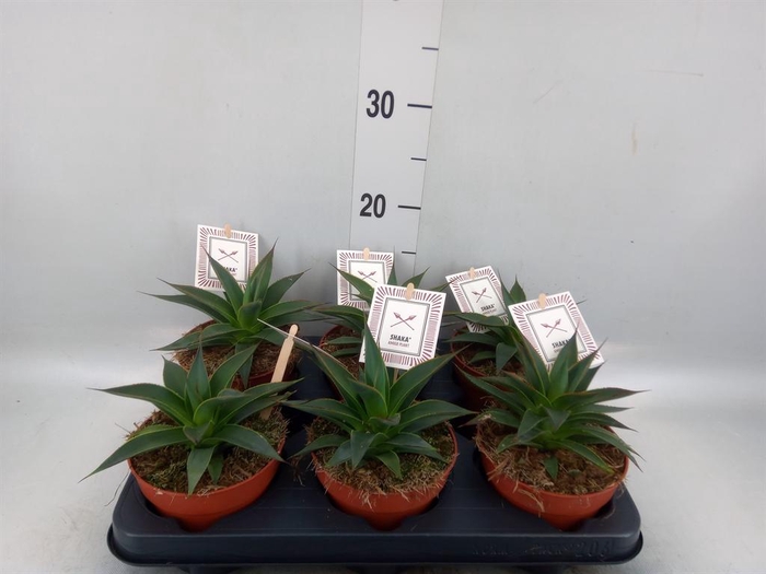Agave  'Shaka Zulu'