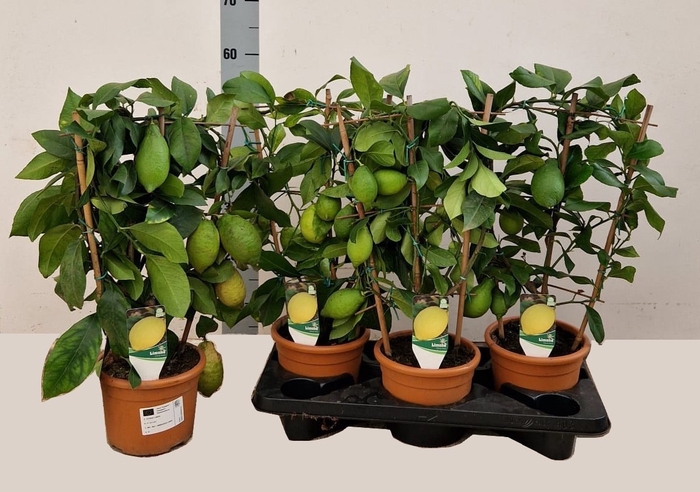 <h4>CITR LIMON</h4>