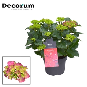 Hydrangea Bol Red 7 - 12 kop (Decorum)