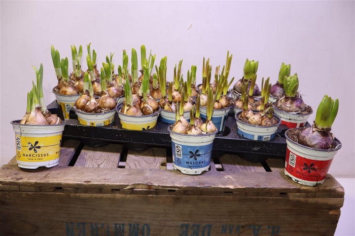 <h4>arr8 Bolbloemen Gem</h4>