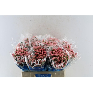 Hyp Coco Casino Pink