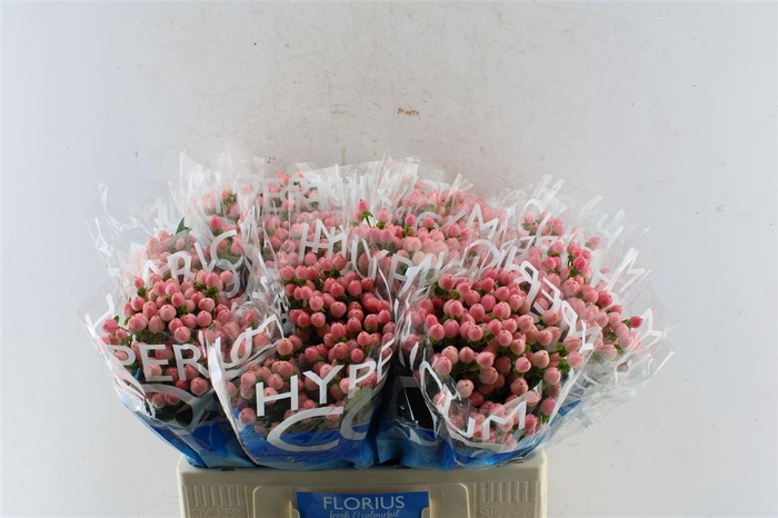 <h4>Hyp Coco Casino Pink</h4>