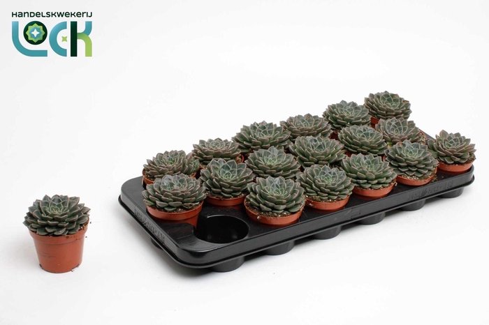 <h4>Echeveria Glauca</h4>