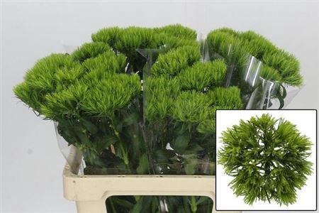 <h4>Di Barb Kiwi Mellow</h4>