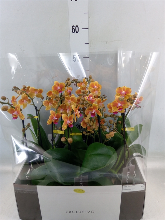 <h4>Phalaenopsis multi.   ...orange</h4>