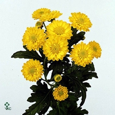 BRASSICA WIT+ZILVER GLITTER 70CM