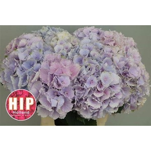 Hydr M Ch Verena Pastel 60cm
