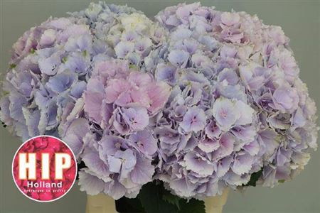 <h4>Hydr M Ch Verena Pastel 60cm</h4>