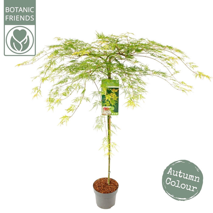 <h4>Acer palm. 'Emerald Lace'</h4>