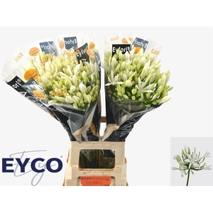 Agapanthus Eyfori White 70cm