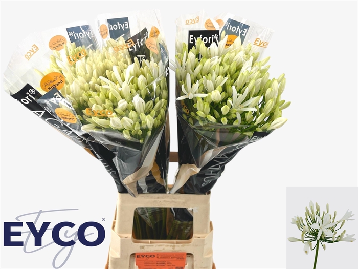 <h4>Agapanthus Eyfori White</h4>