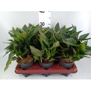 Aglaonema   ...
