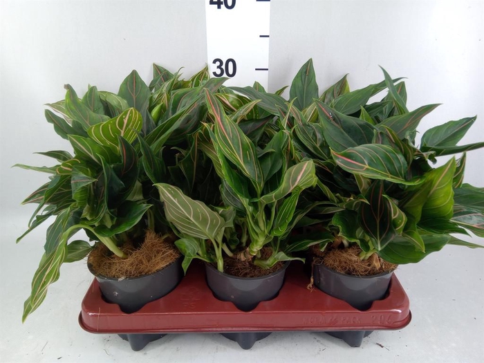 <h4>Aglaonema   ...</h4>
