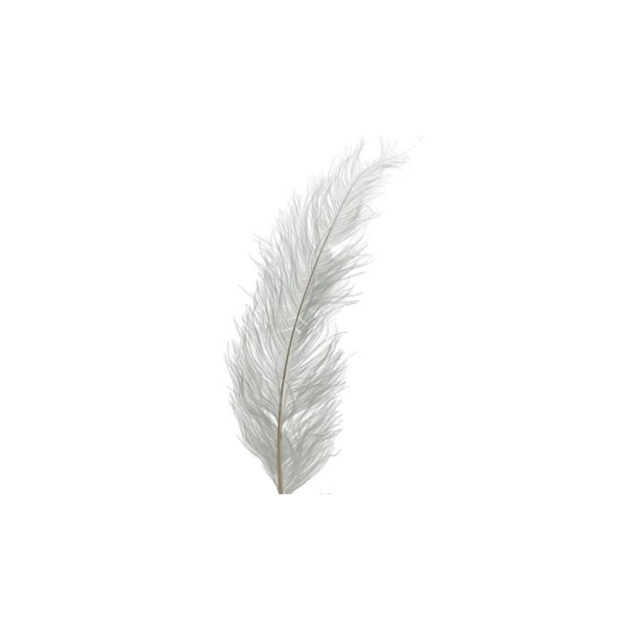 <h4>Veren Struisvogel 55cm x5</h4>