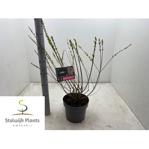 SALIX IN HAKURO NISH