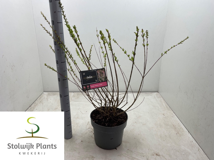 <h4>SALIX IN HAKURO NISH</h4>