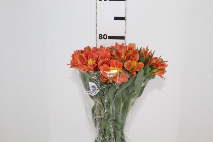 <h4>ALSTROEMERIA ORANGE QUEEN 080 CM</h4>