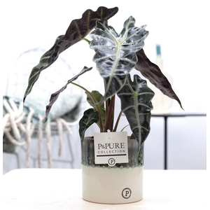 Alocasia Polly in P&PURE Illusion cer. (perfectly imperfectable)