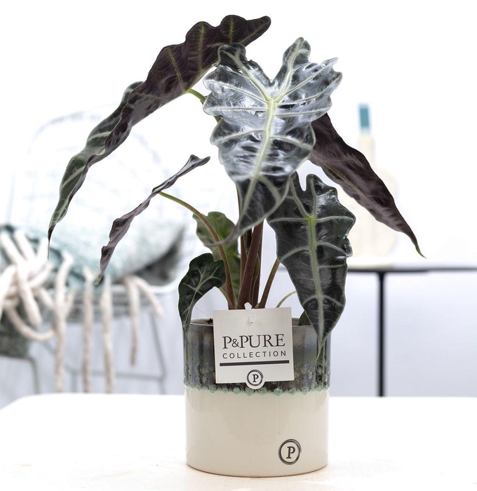 <h4>Alocasia Polly in P&PURE Illusion cer. (perfectly imperfectable)</h4>