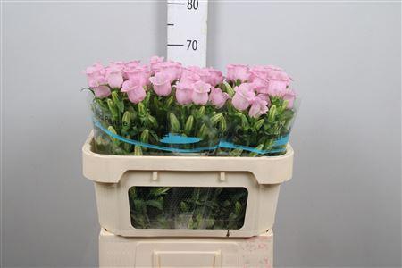 <h4>Campanula medium 'Campana Pearl Pk'</h4>