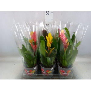 Vriesea   ...mix 6