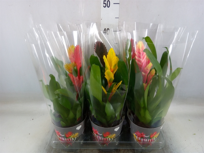 <h4>Vriesea   ...mix 6</h4>