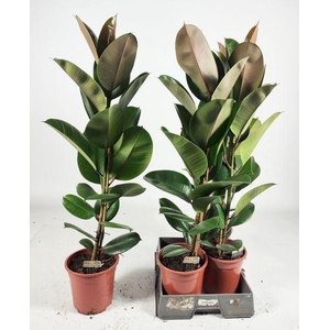 Ficus elastica 'Robusta'