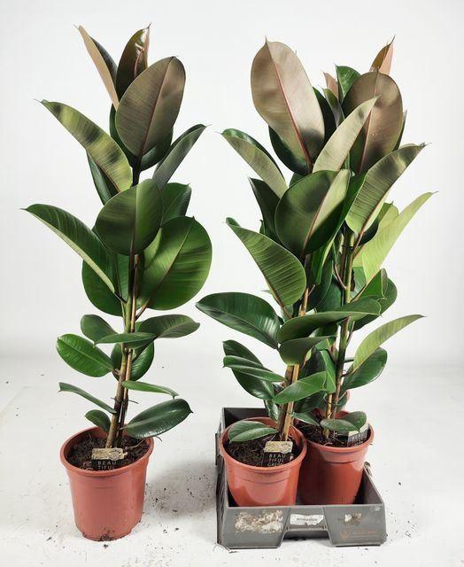 <h4>Ficus elastica 'Robusta'</h4>