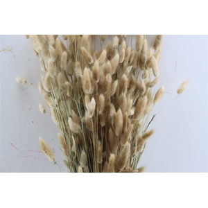 Dried Lagurus Natural Bunch 100gram