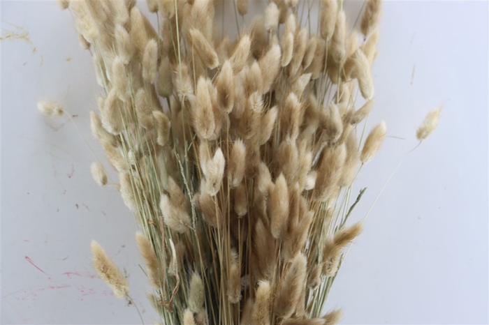 <h4>Dried Lagurus Natural Bunch 100gram</h4>