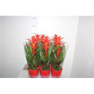 Guzm Allura In Rood Keramiek Pot