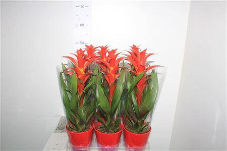 <h4>Guzm Allura In Rood Keramiek Pot</h4>