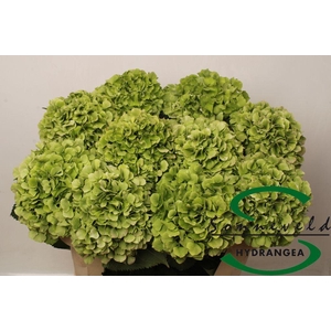 Hydrangea verena classic