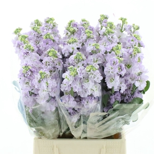 Matth Incana Iron Lavender