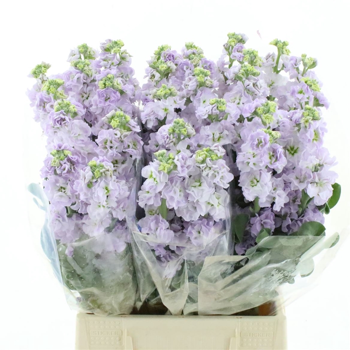 <h4>Matth Incana Iron Lavender</h4>