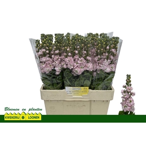 MATTH MILLA LIGHT PI