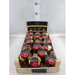 Hippeastrum   ...flowerbulbs