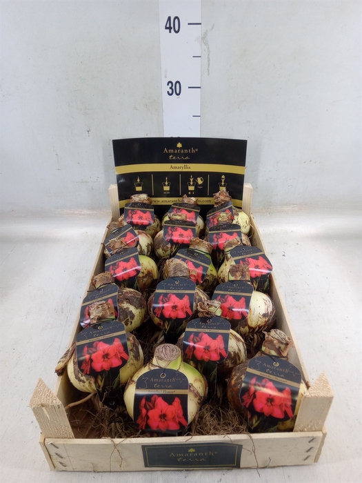 <h4>Hippeastrum   ...flowerbulbs</h4>